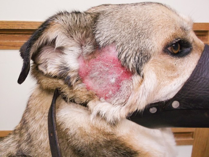Våteksem  er vanlig blant mange hundere. En hundeblåser minimerer risken for dette.